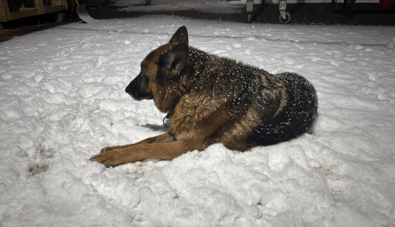 Hund 