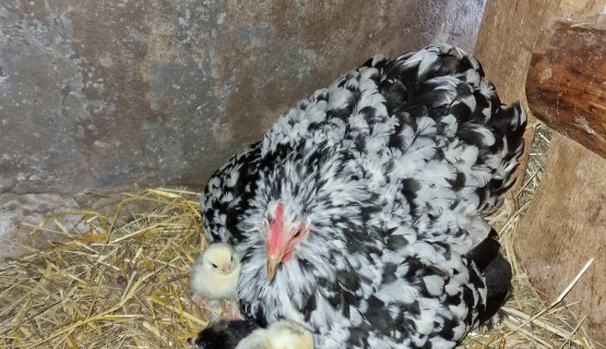 Huhn 