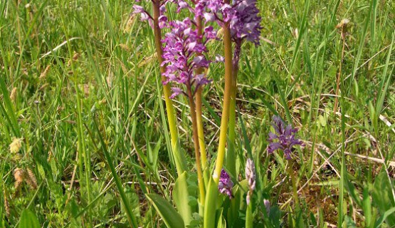 Helmknabenkraut