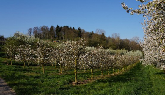 Blick zum Kahlenberg im Fr&uuml;hjahr