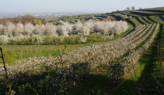 Blick zum Kahlenberg im Fr&uuml;hjahr