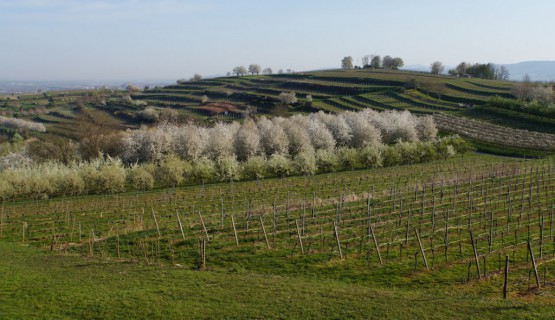 Blick zum Heubergturm