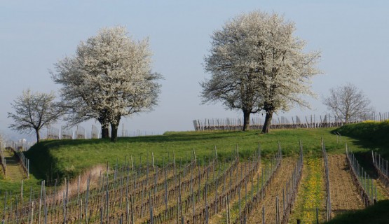 Kirschenbl&uuml;te am Heuberg