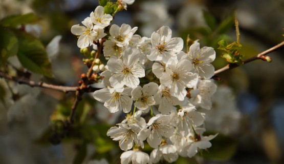 Sauerkirschbl&uuml;te im Limbachtal