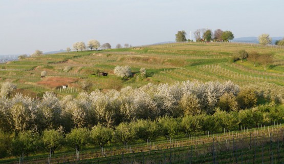 Blick zum Heubergturm