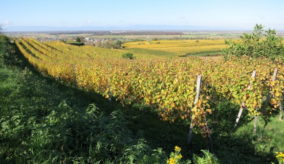 Blick vom Heuberg ins Rheintal zum Europapark