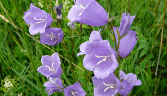 Glockenblume