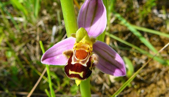 Bienenorchidee Bl&uuml;te