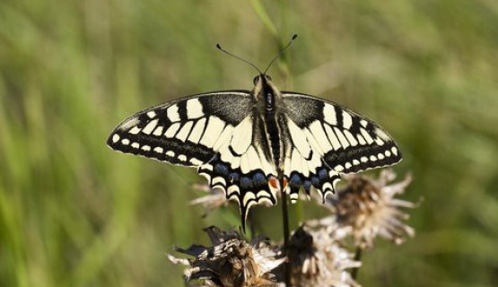 Naturoase Kaiserstuhl und Rheinauen