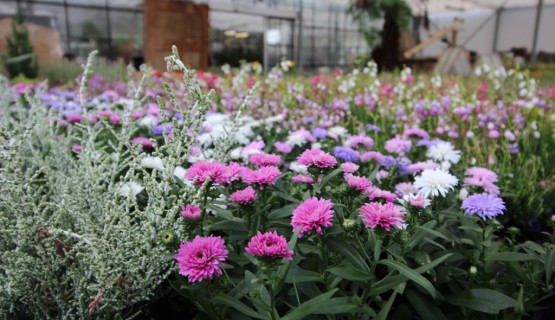 Blumen 