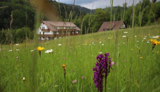 Impressionen