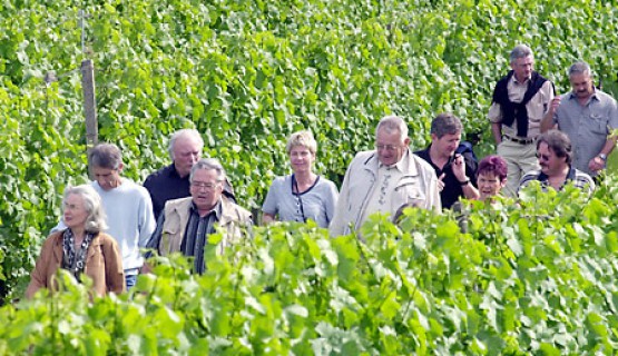 Wanderung und Weinprobe