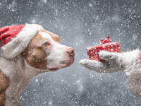 Weihnachtslichter und Winterst&uuml;rme: Wie Kehler D&auml;cher die Feiertage &uuml;berstehen