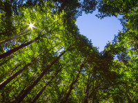 Gr&uuml;n tanken in Lahr: Ein neuer Blick auf Nachhaltigkeit im Schwarzwald