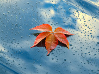 Bl&auml;tterwirbel? Nicht in Ihrer Waschanlage! Tipps f&uuml;r die Autopflege im Herbst bei G&uuml;nther Lahr